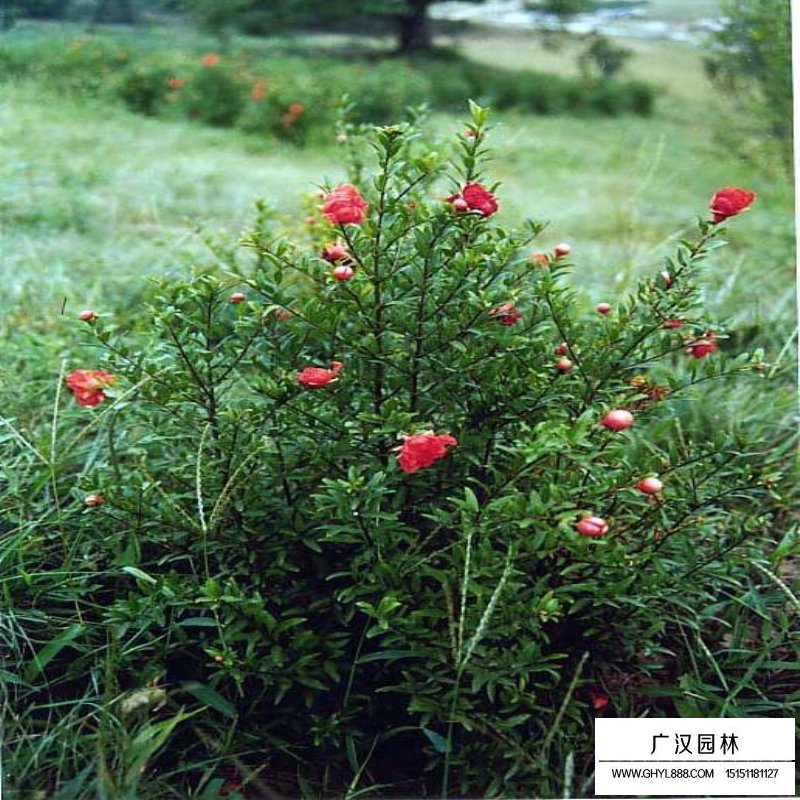 叢生花石榴產地