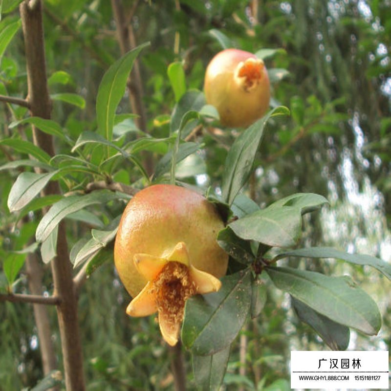 叢生花石榴產地