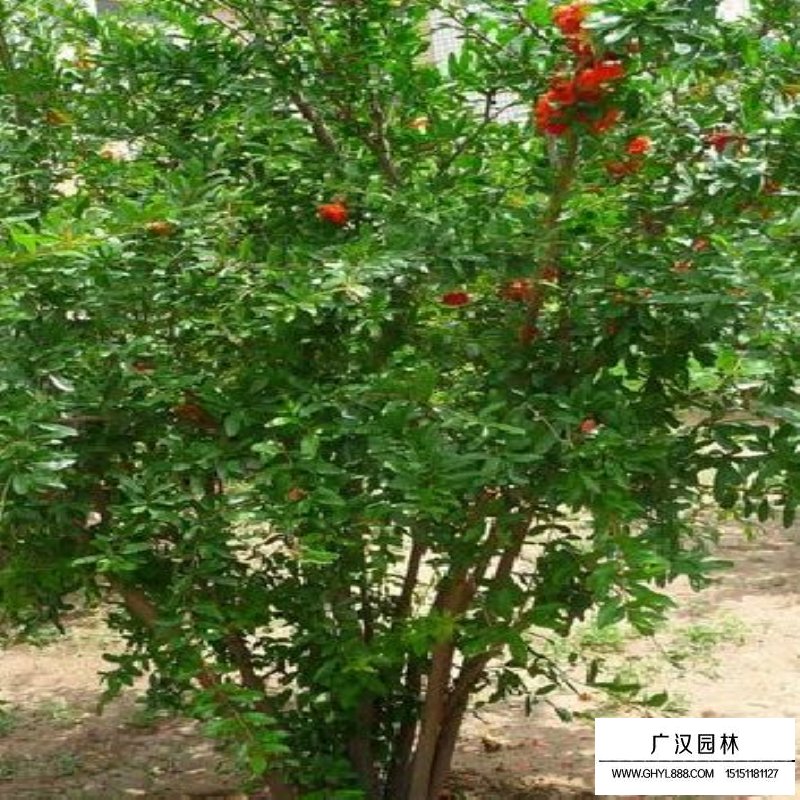 叢生花石榴產地