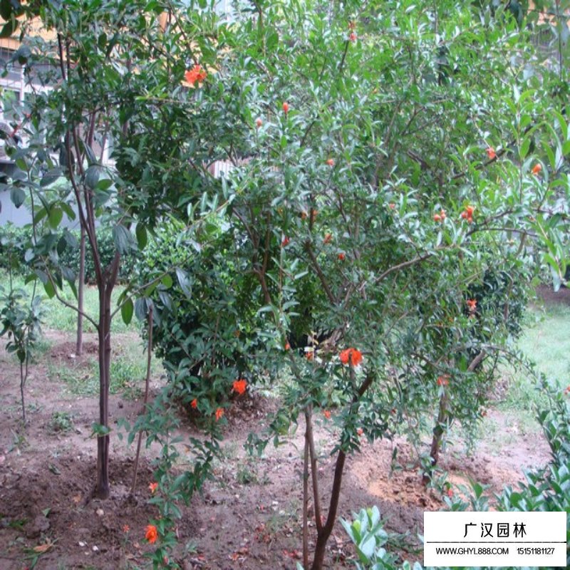 叢生花石榴產地