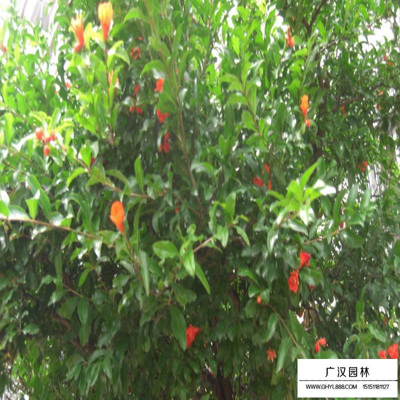 叢生花石榴產地