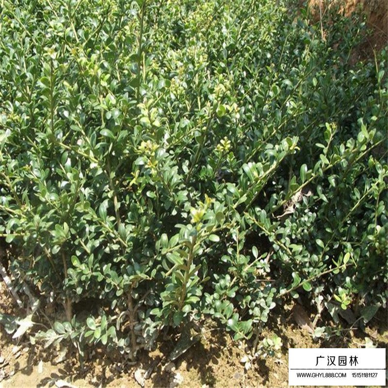 龜甲冬青價格
