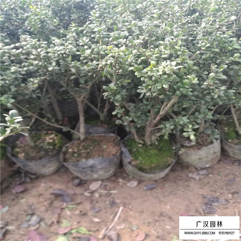 龜甲冬青價格