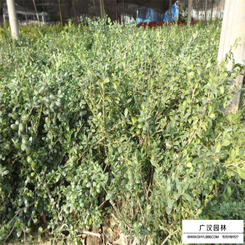 龜甲冬青價格