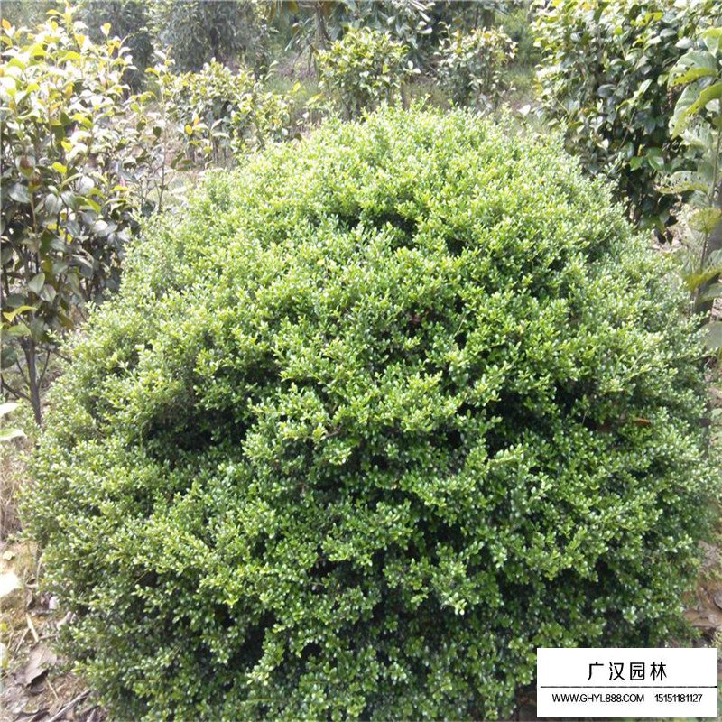 龜甲冬青價格