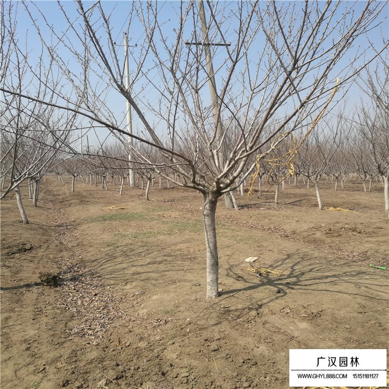 櫻花小苗價格