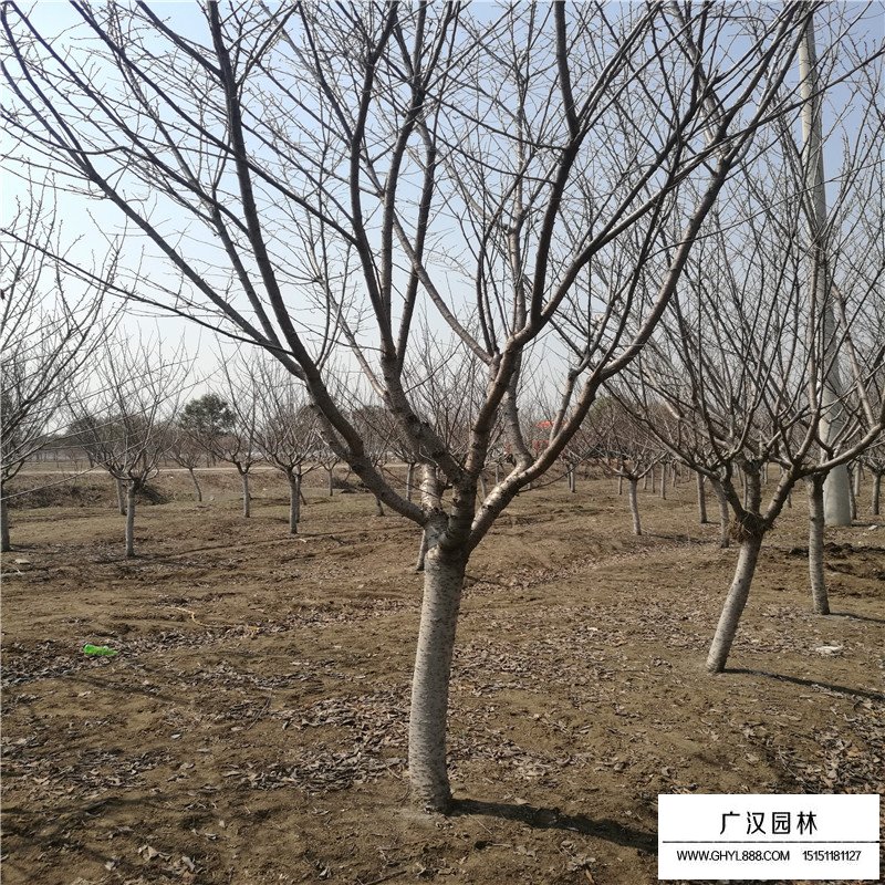 櫻花小苗價格