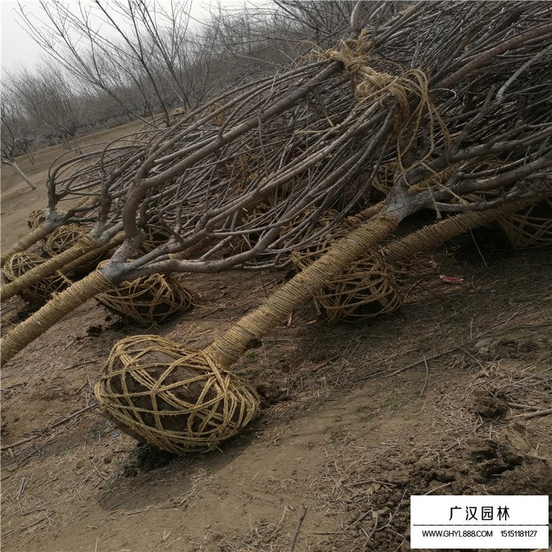 櫻花小苗價格