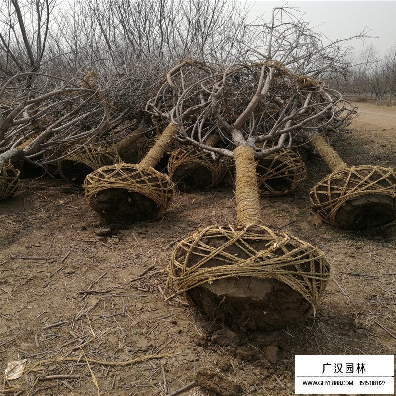 櫻花小苗價格
