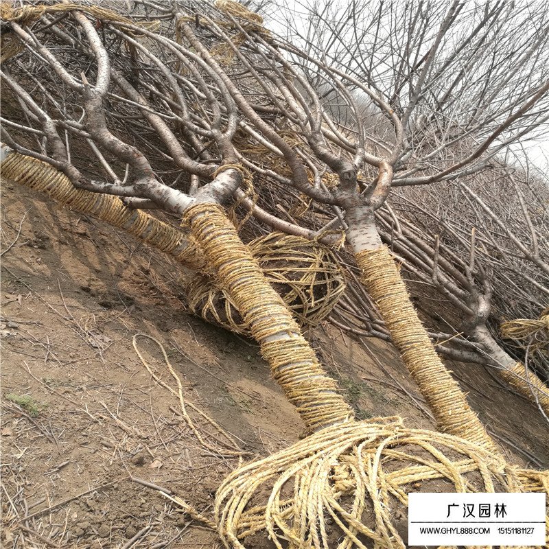 櫻花小苗價格