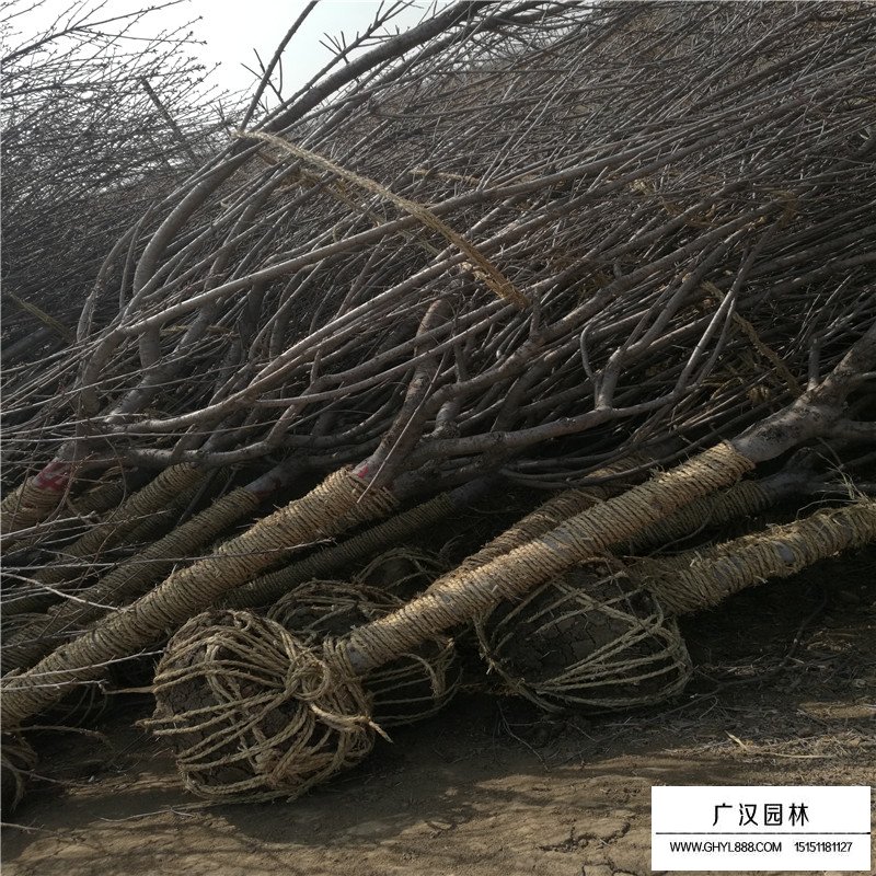 櫻花小苗價格