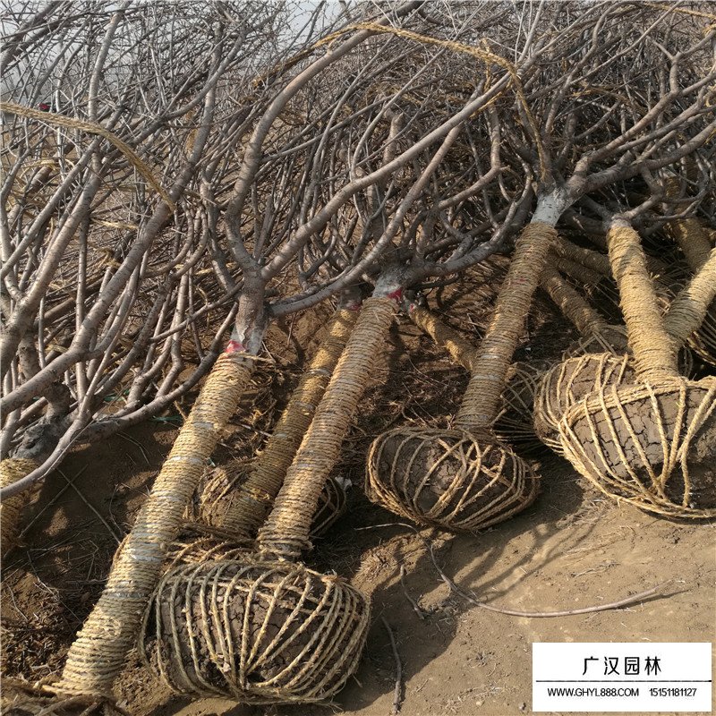 櫻花小苗價格