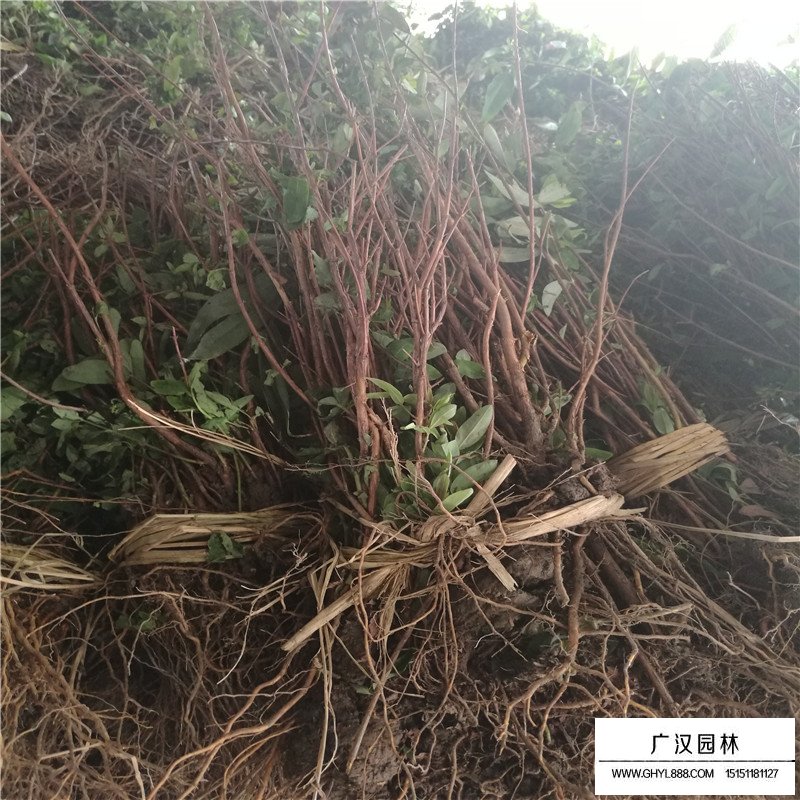 金絲桃產地