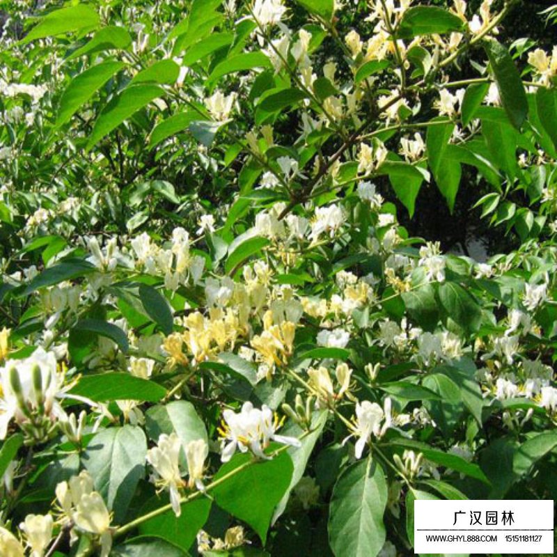 金銀木產地