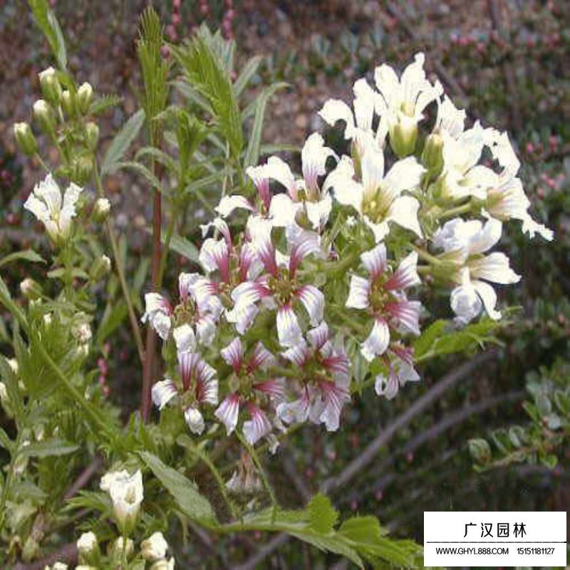金銀木產地