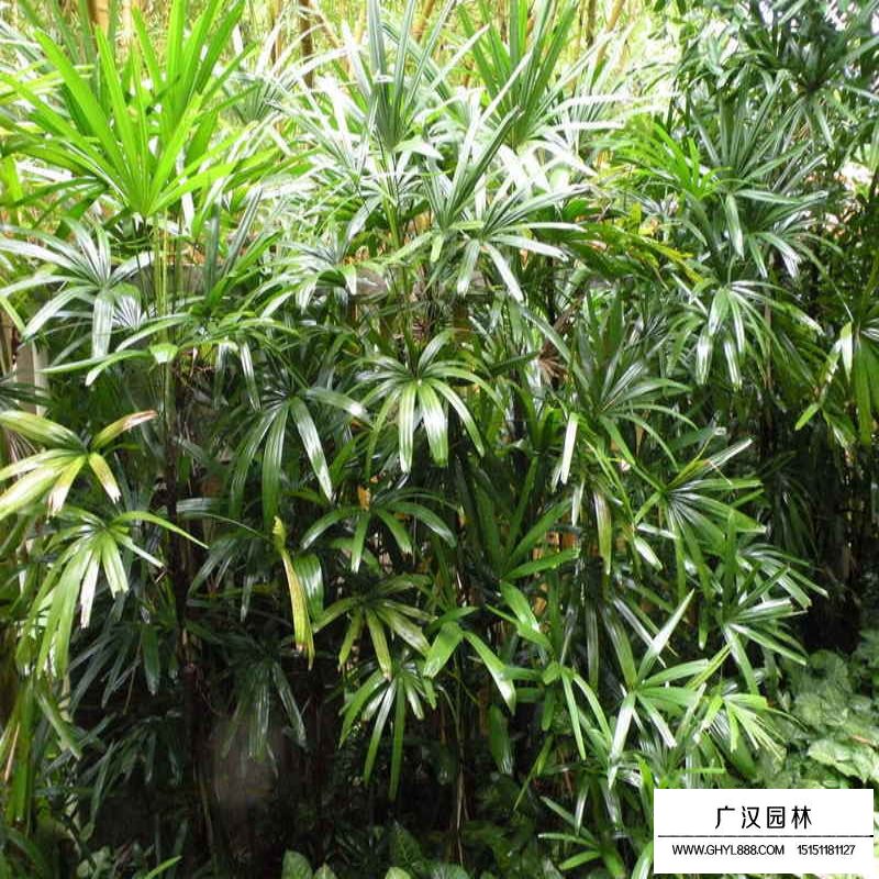 棕竹產地
