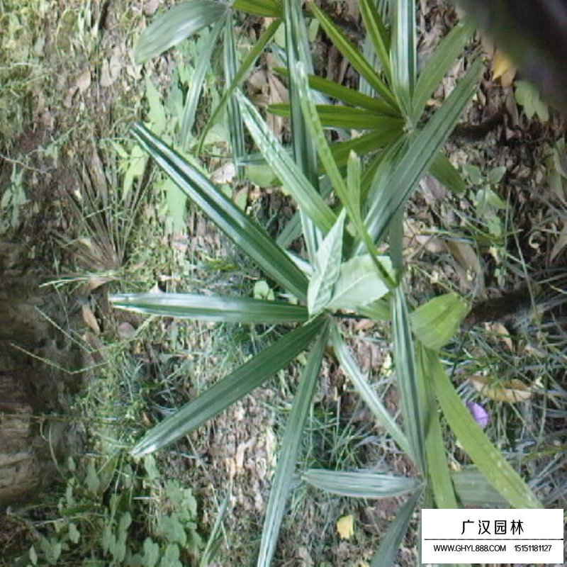 棕竹產地