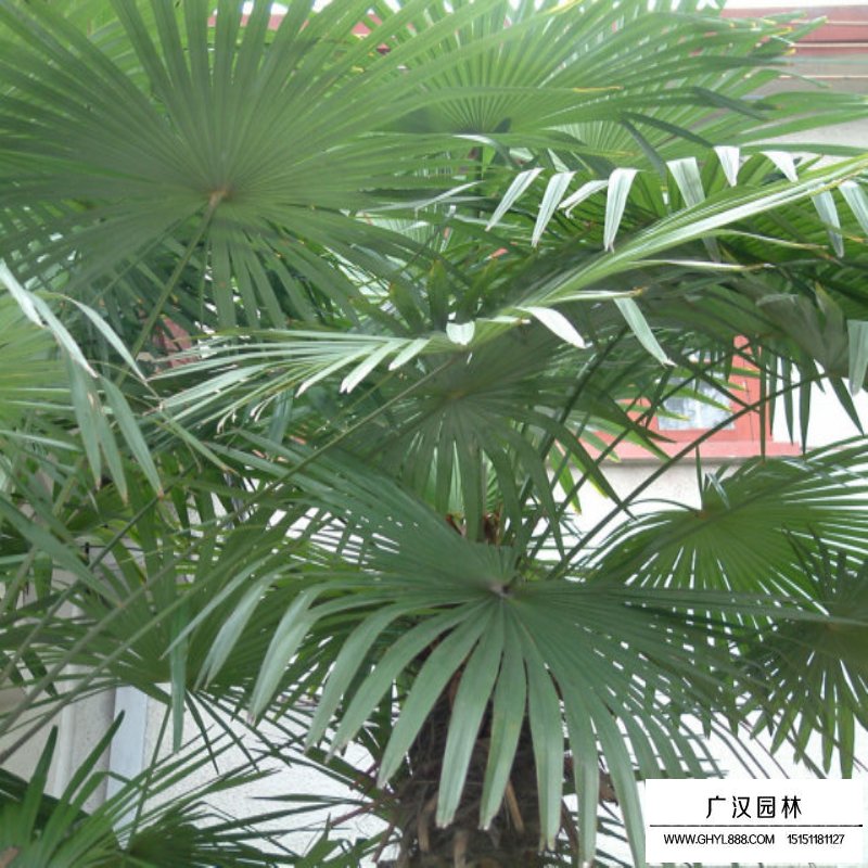 棕竹產地