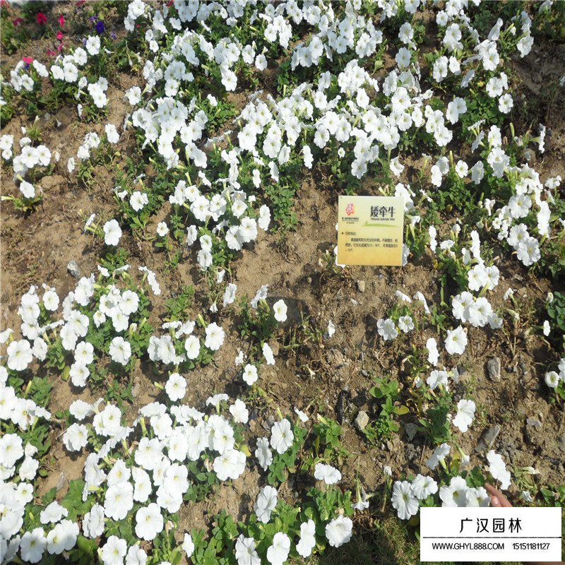 矮牽牛產地
