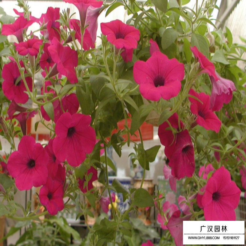 矮牽牛產地