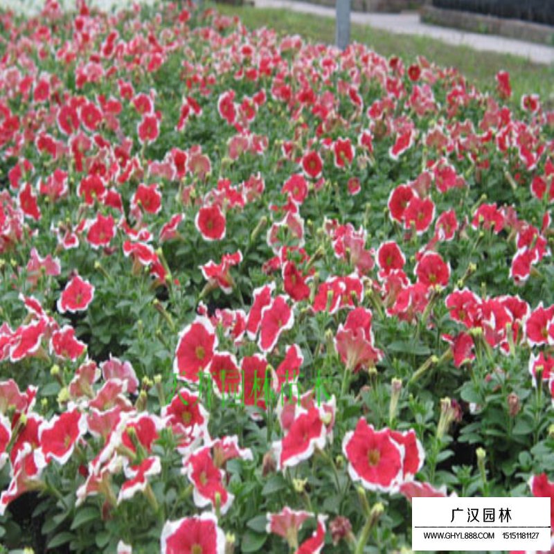 矮牽牛產地