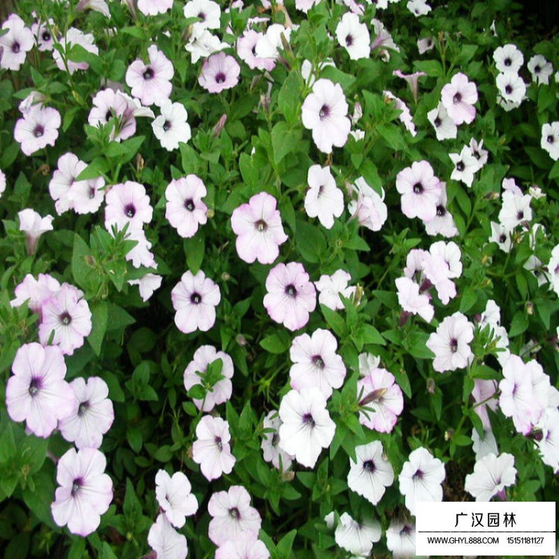 矮牽牛產地