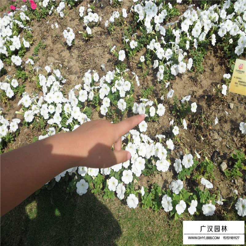 矮牽牛產地