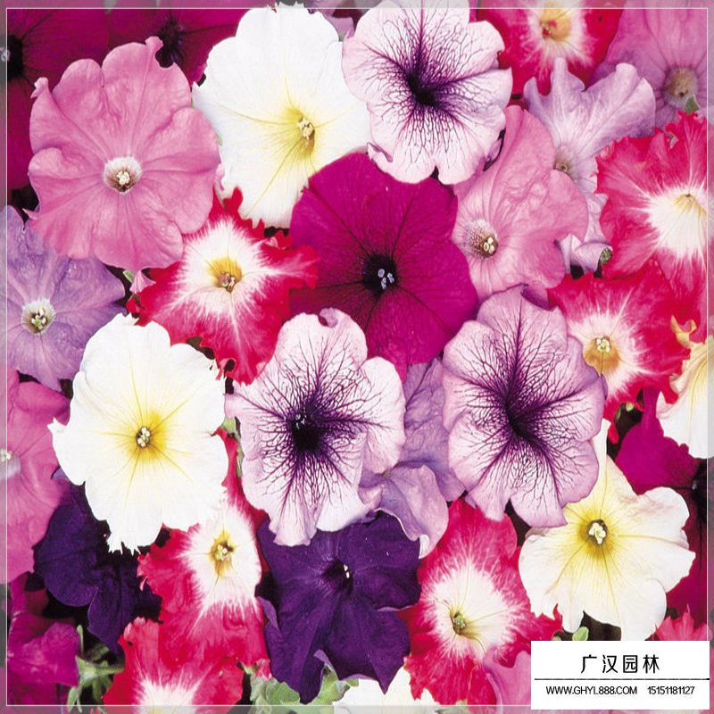 矮牽牛產地