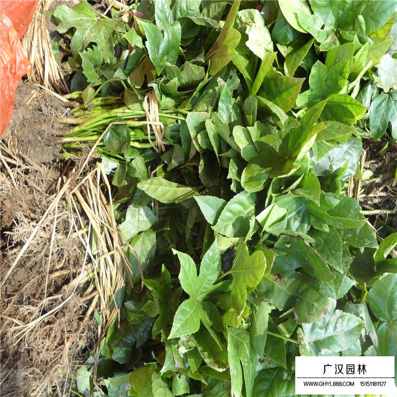 八角金盤產地