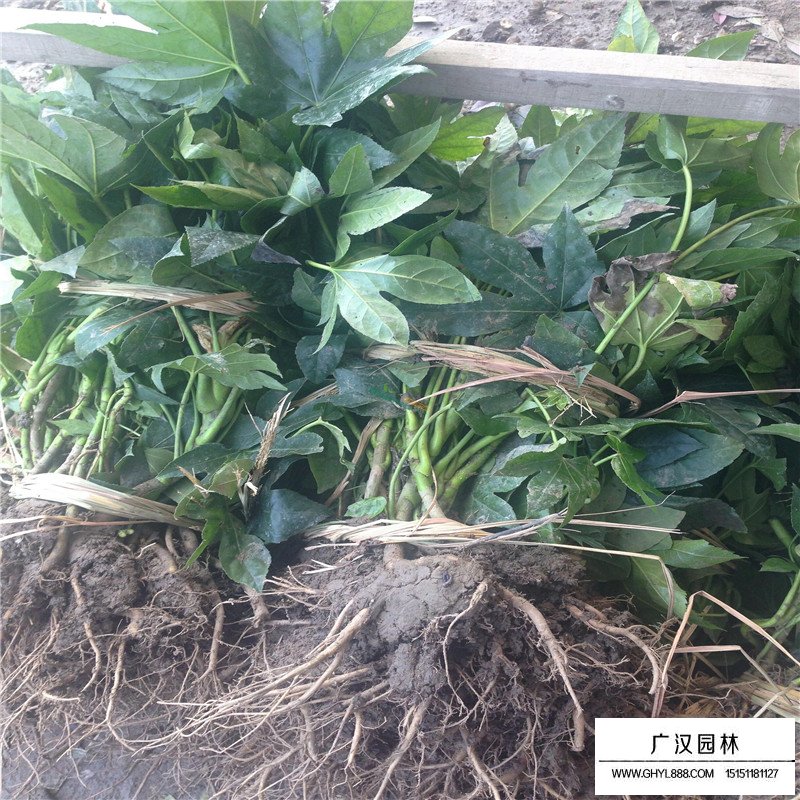 八角金盤產地