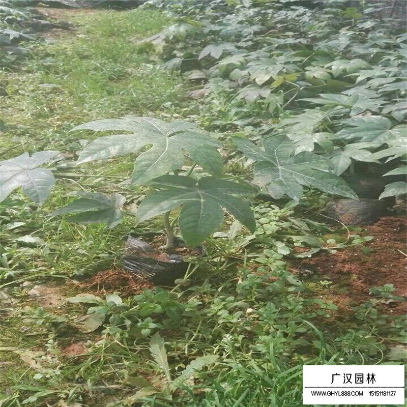 八角金盤產地