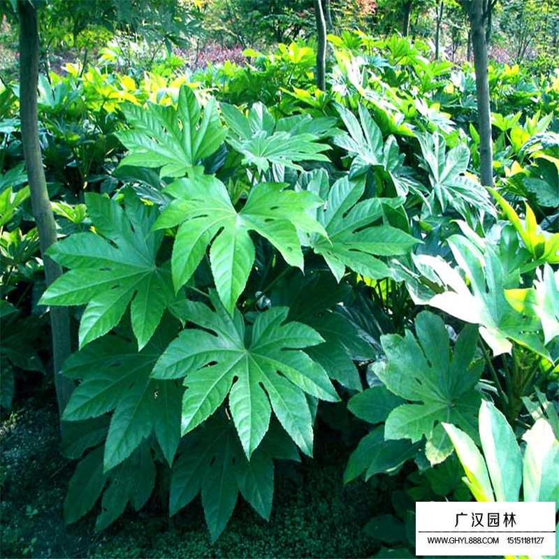 八角金盤產地