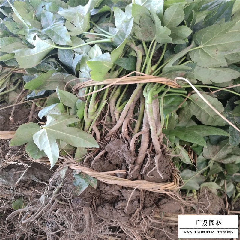 八角金盤價格