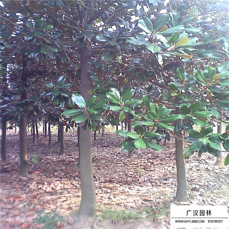廣玉蘭基地