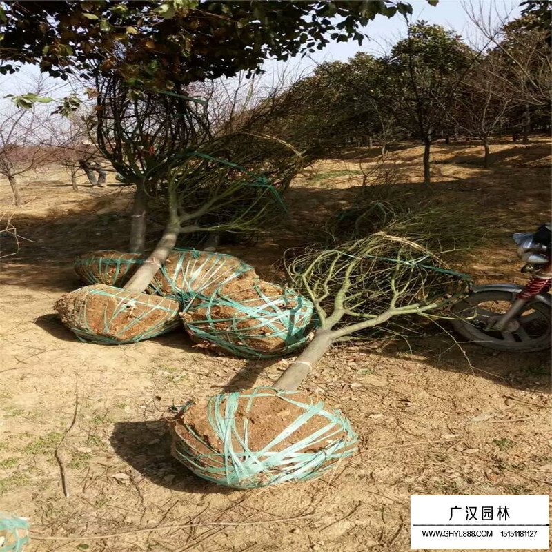 雞爪槭基地