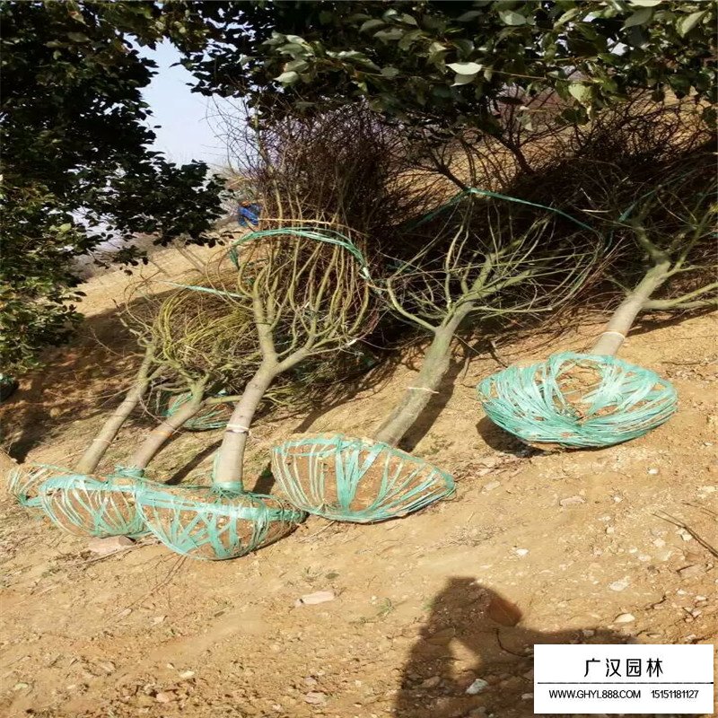 雞爪槭基地