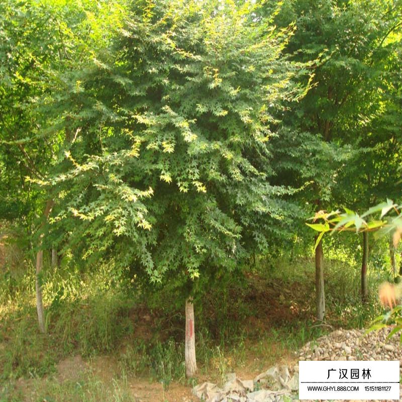 雞爪槭基地
