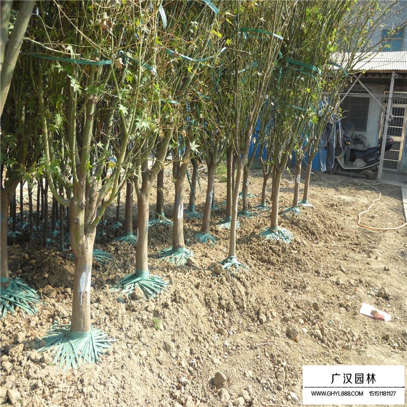 雞爪槭基地