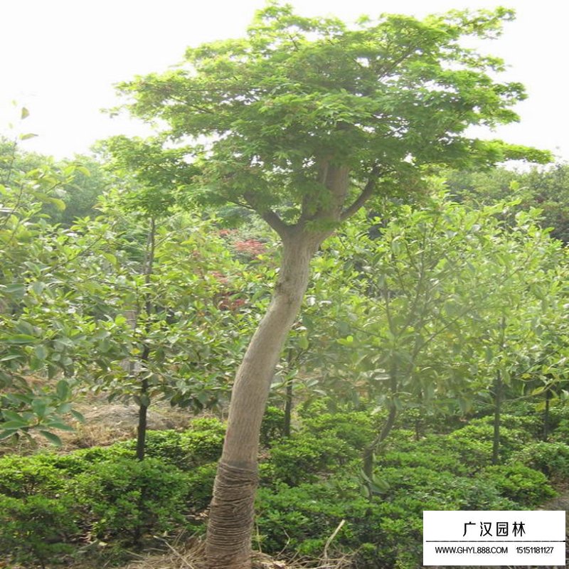 雞爪槭基地