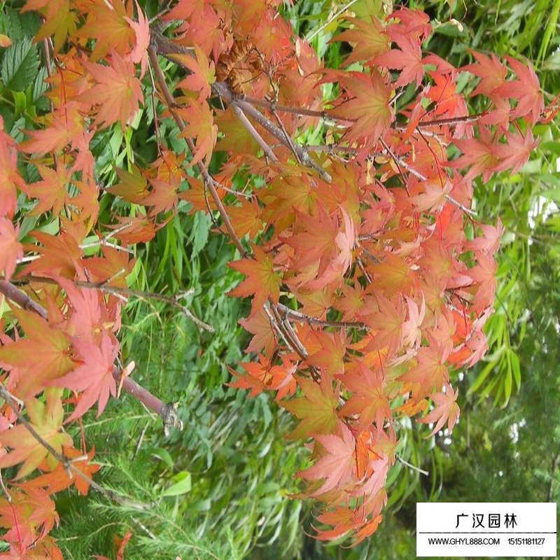 雞爪槭基地