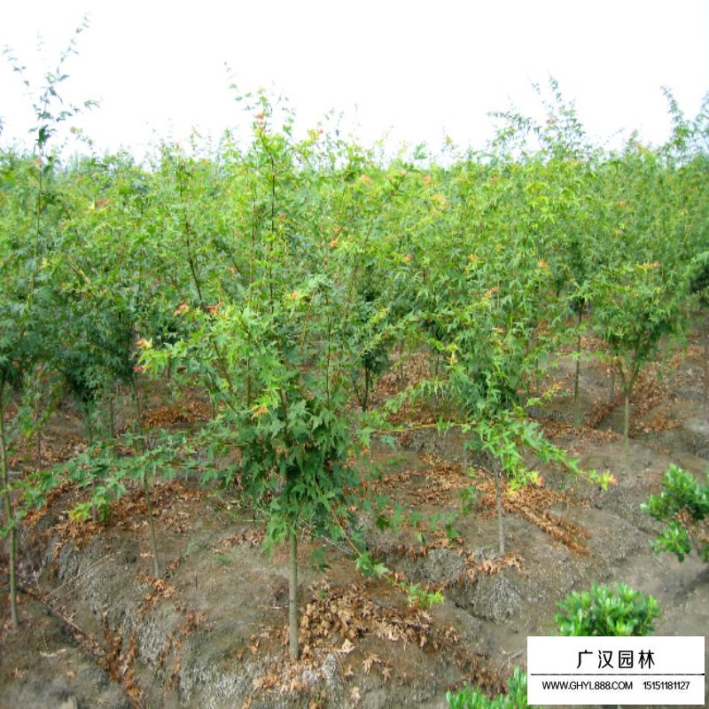 雞爪槭基地