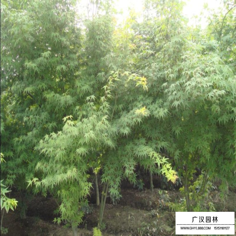 雞爪槭基地
