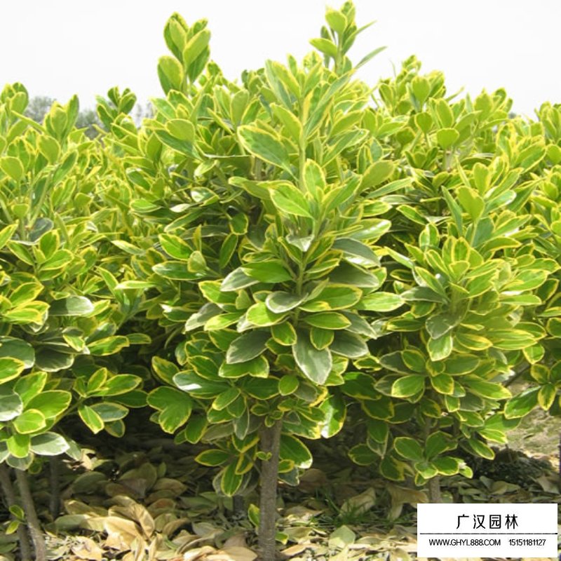 金邊黃楊基地