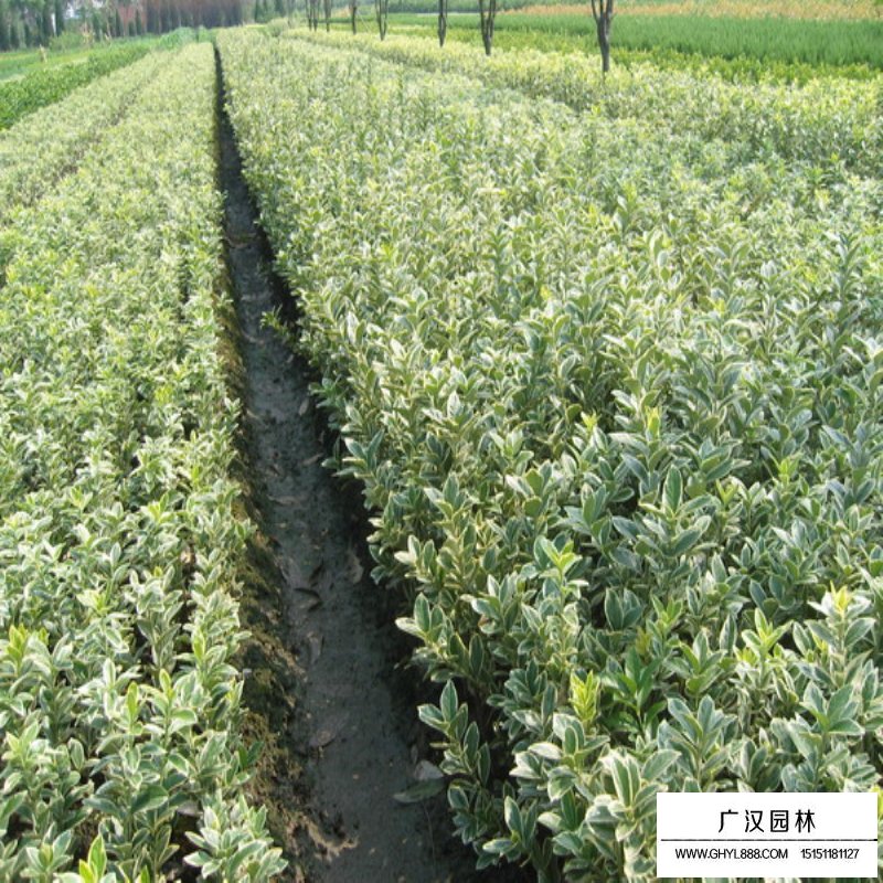 金邊黃楊基地