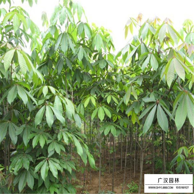 七葉樹基地