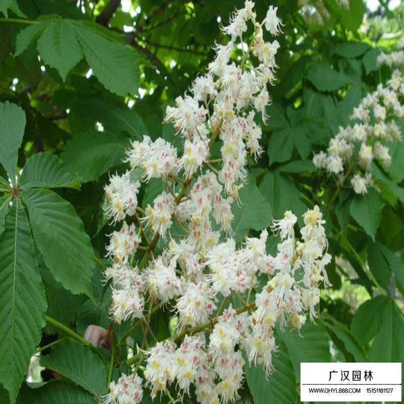 七葉樹基地