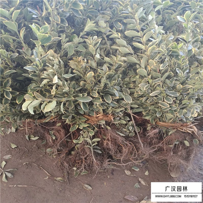 金邊黃楊基地