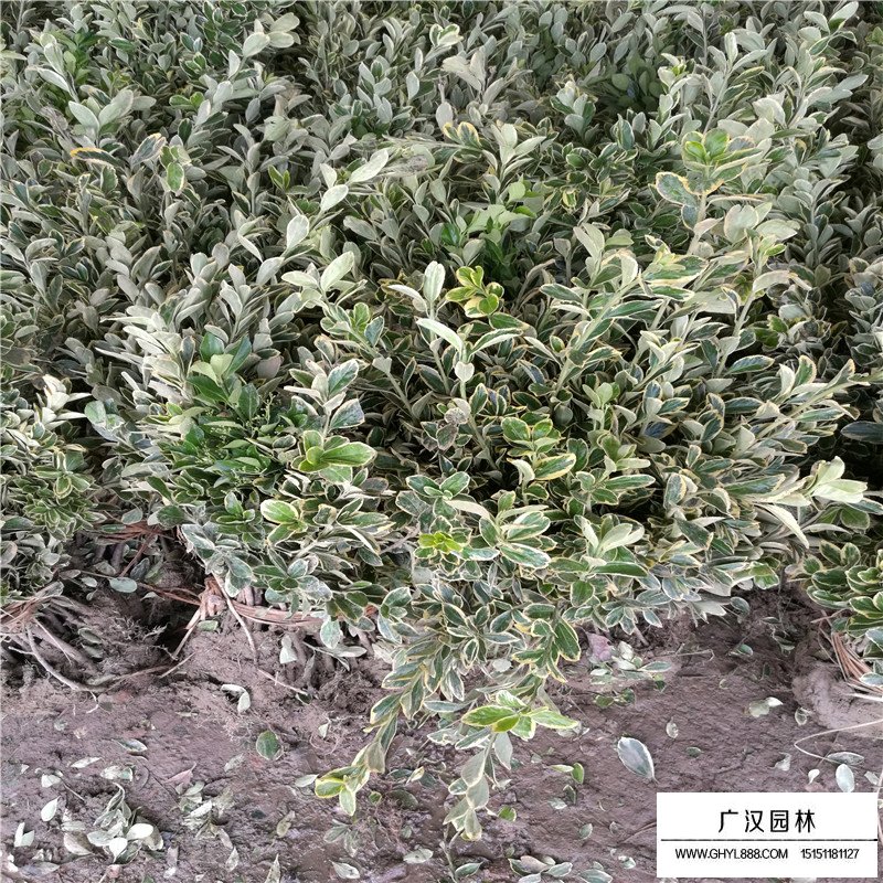 金邊黃楊基地