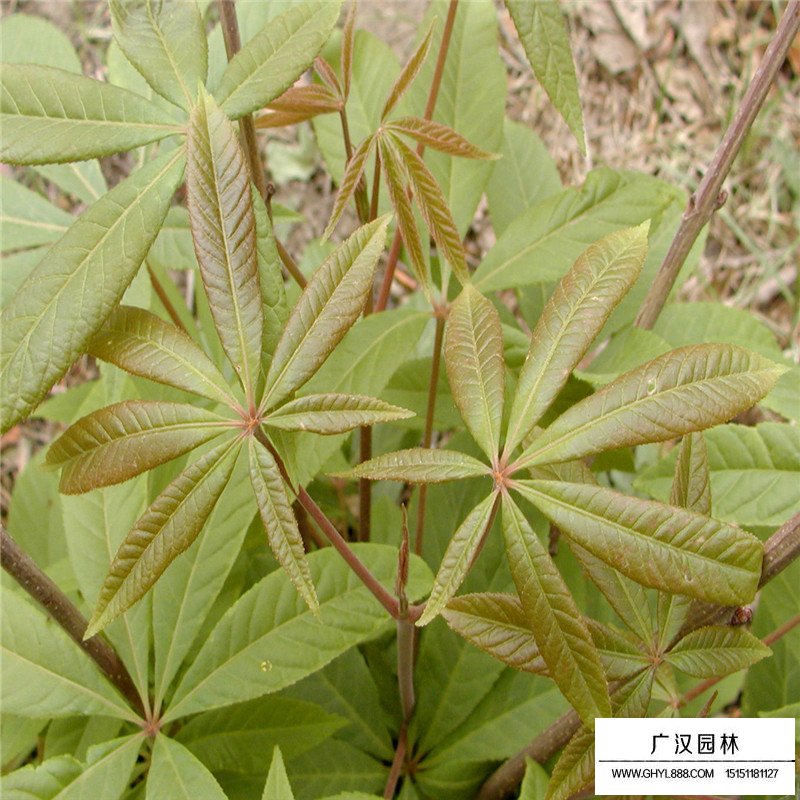 七葉樹基地