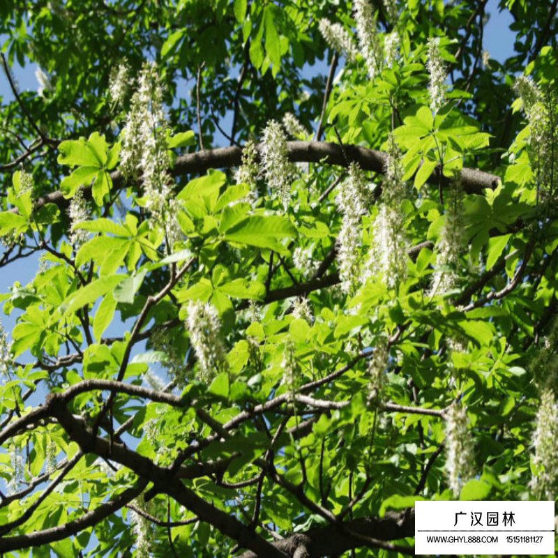 七葉樹基地